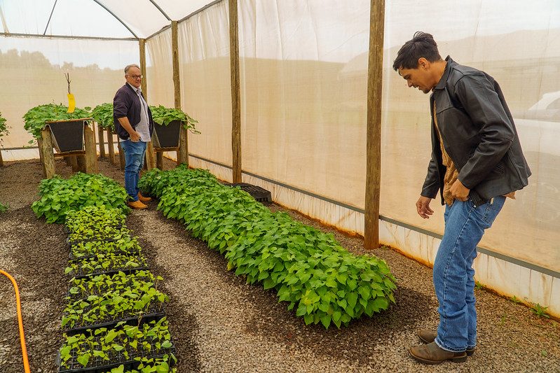 Projeto amplia produção de batata-doce em Umuarama