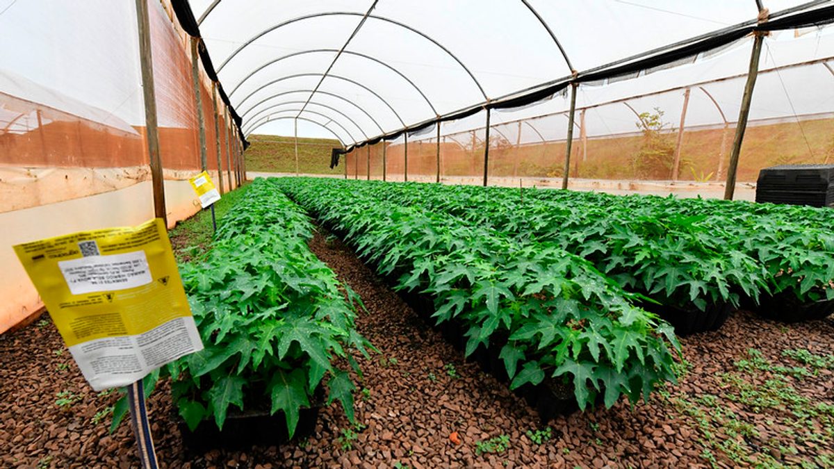 Produção de mamão em Umuarama mira liderança no Paraná