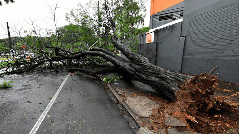 Temporal derruba árvores e causa falta de luz em Umuarama