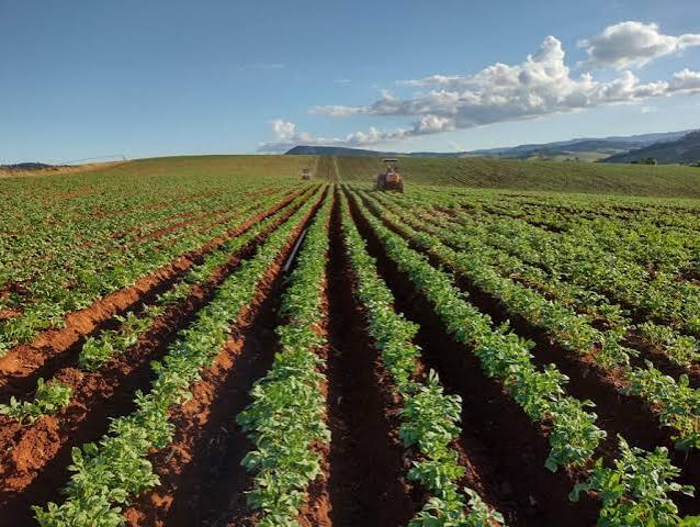 Chuva freia plantio da soja no Paraná e batata sobe 69%