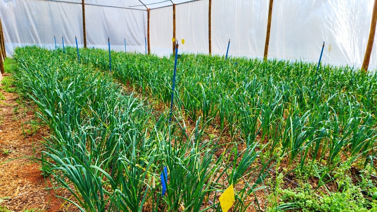 Plantação de alho em estufa protegida por tela no Paraná